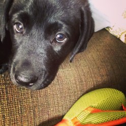 Pressly Party of Two - June the Pup