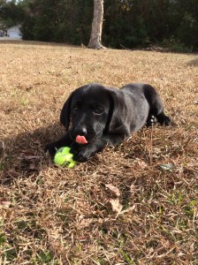 Pressly Party of Two - June the Pup