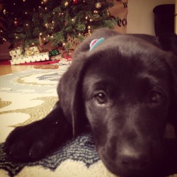 Pressly Party of Two - June the Pup